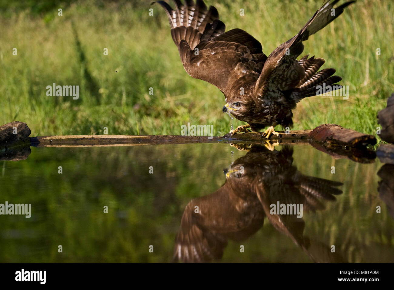 Buizerd wegvliegend ; Buse variable s'envoler Banque D'Images