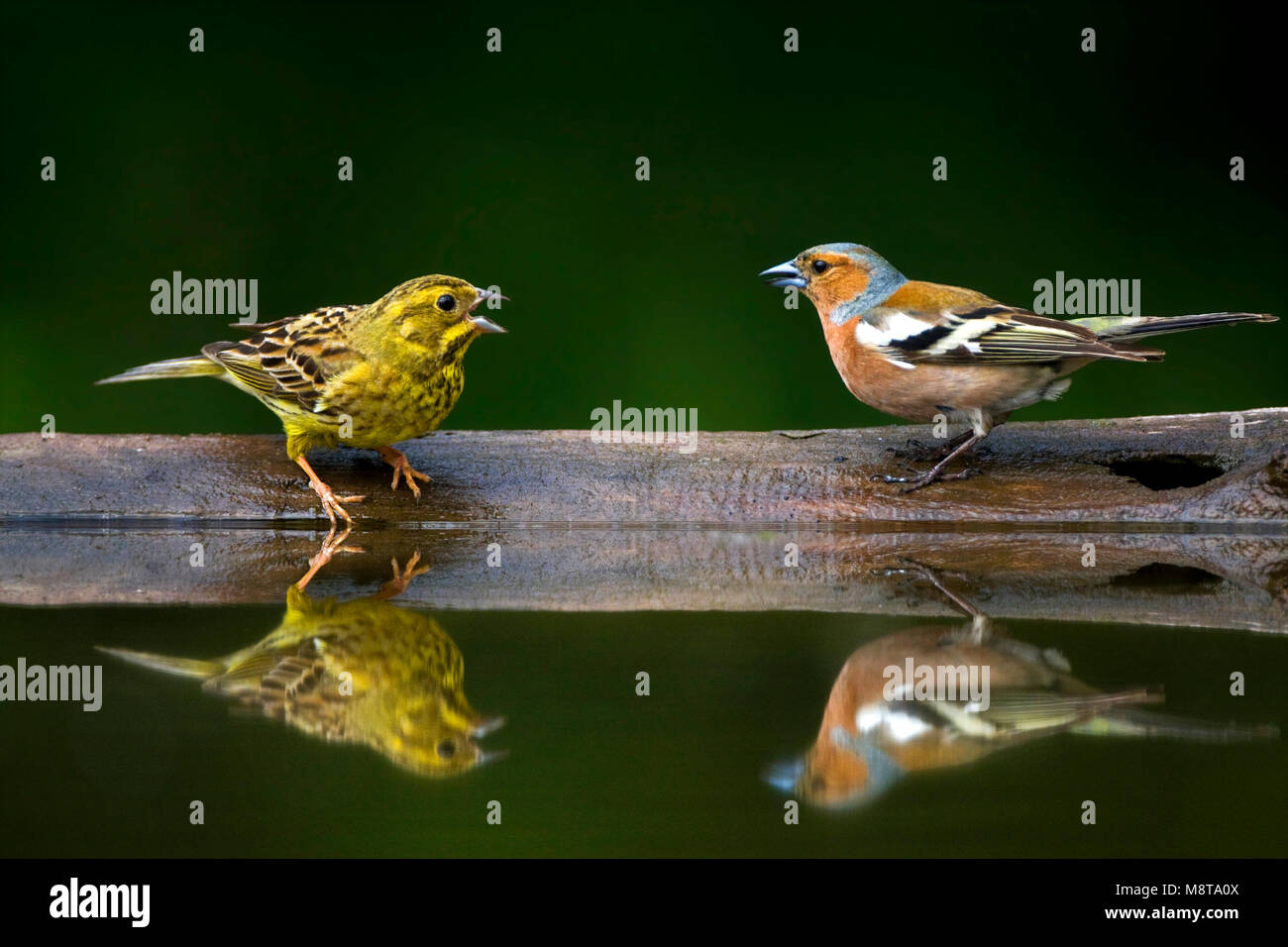 Vink & Geelgors Common Chaffinch & Yellowhammer ; Banque D'Images