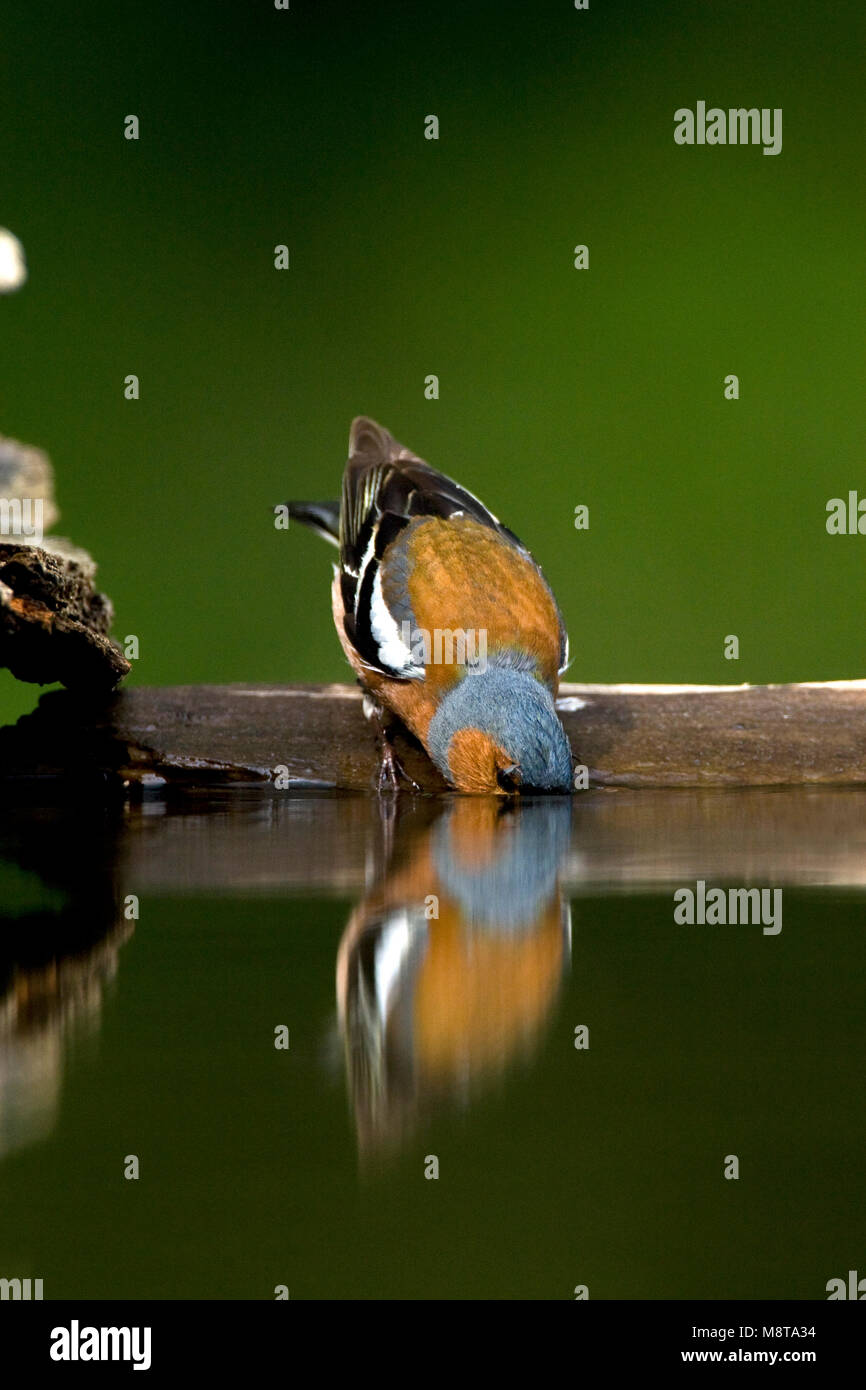 Drinkende ; Vink Pinson commun potable Banque D'Images