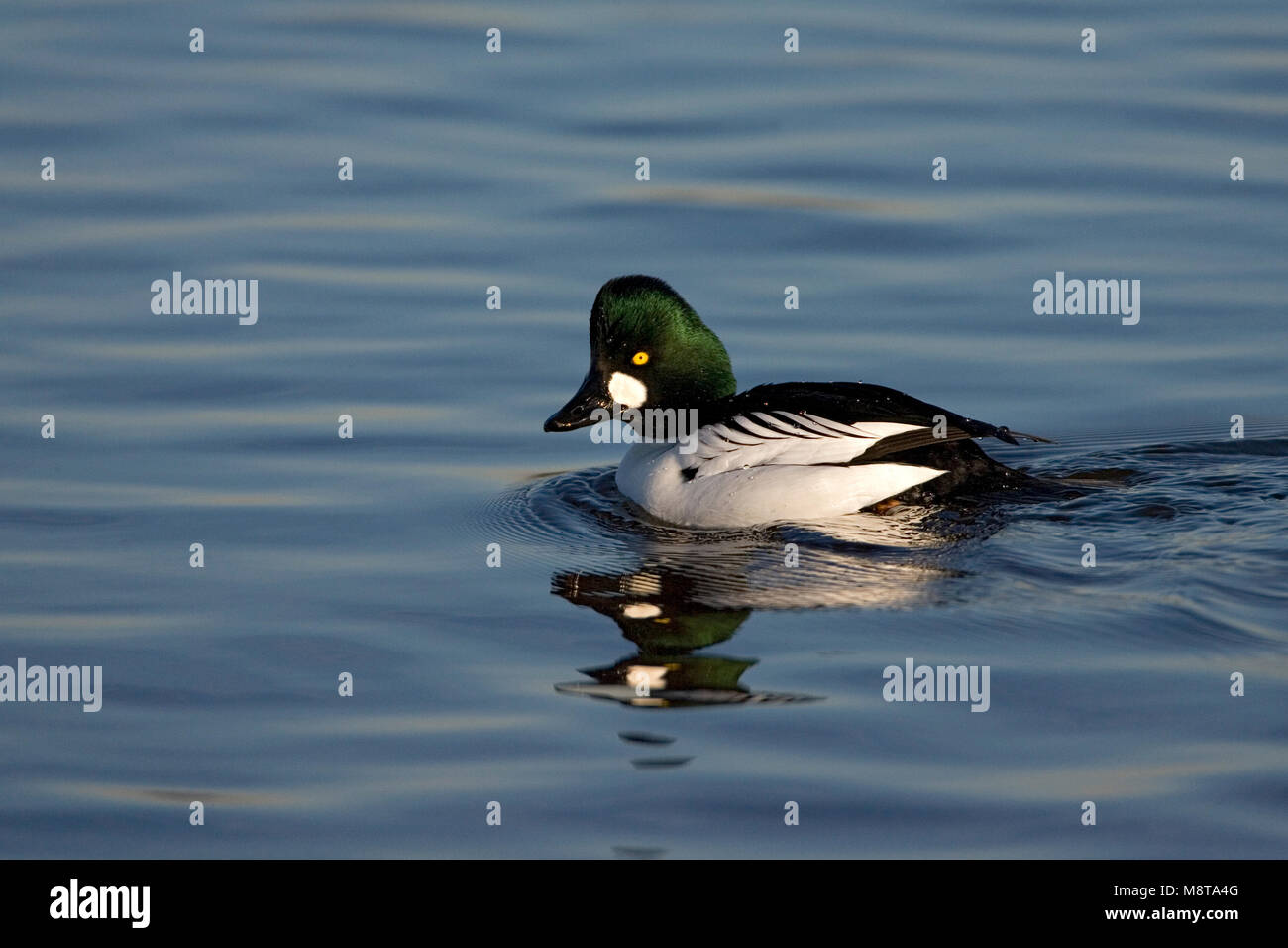Homme zwemmend Brilduiker ; mâle Garrot natation Banque D'Images