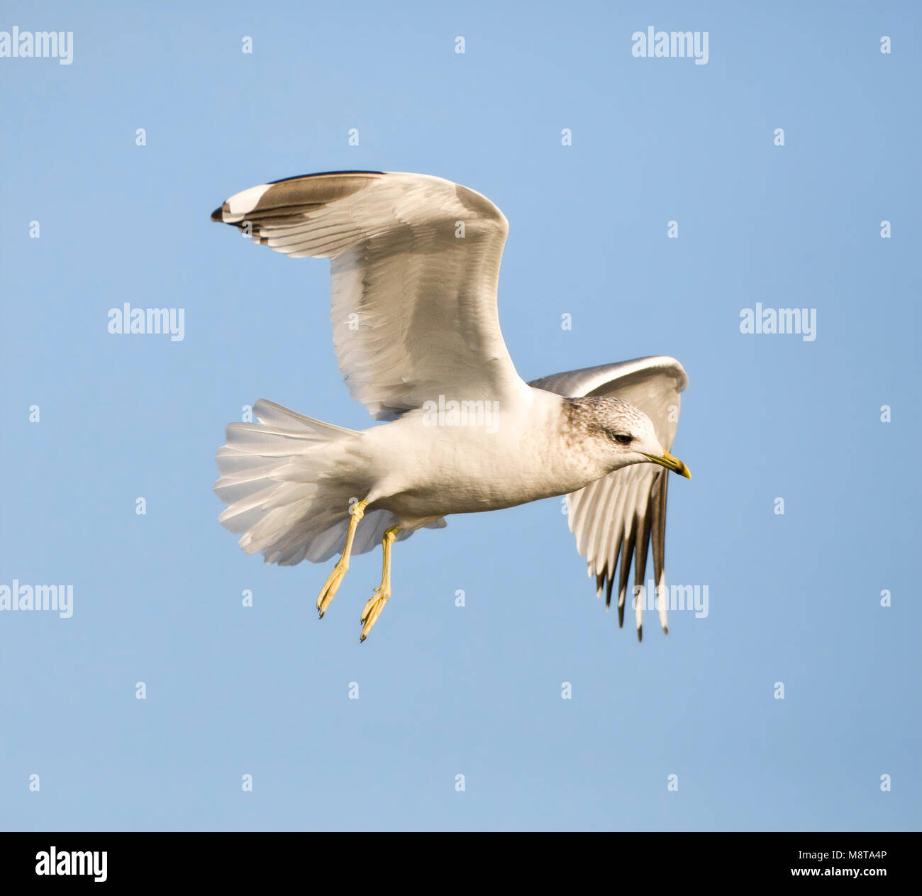 Goéland volwassen, winterkleed vliegend Stormmeeuw vol hivernal adultes Banque D'Images