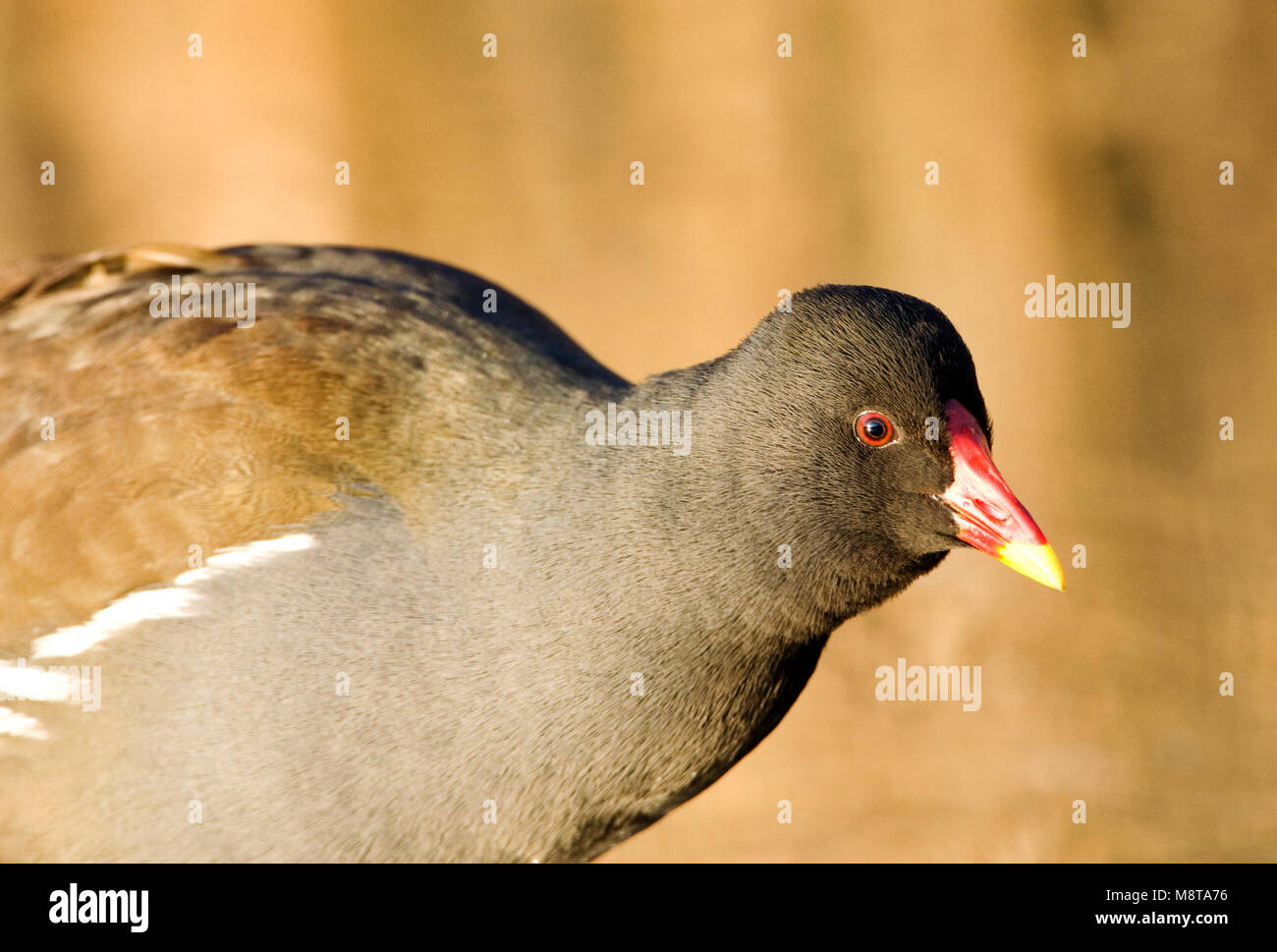 Waterhoen close-up ; la Gallinule poule-d'eau close up Banque D'Images