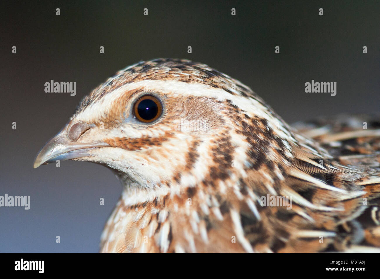 Kwartel, caille Coturnix coturnix, commun Banque D'Images