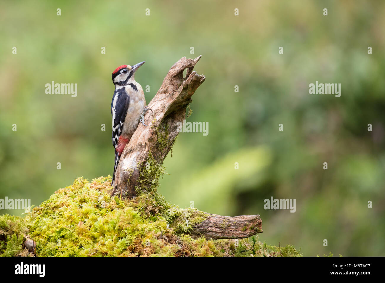 Pic mineur perché sur une souche d'arbre en bois à la recherche de nourriture Banque D'Images