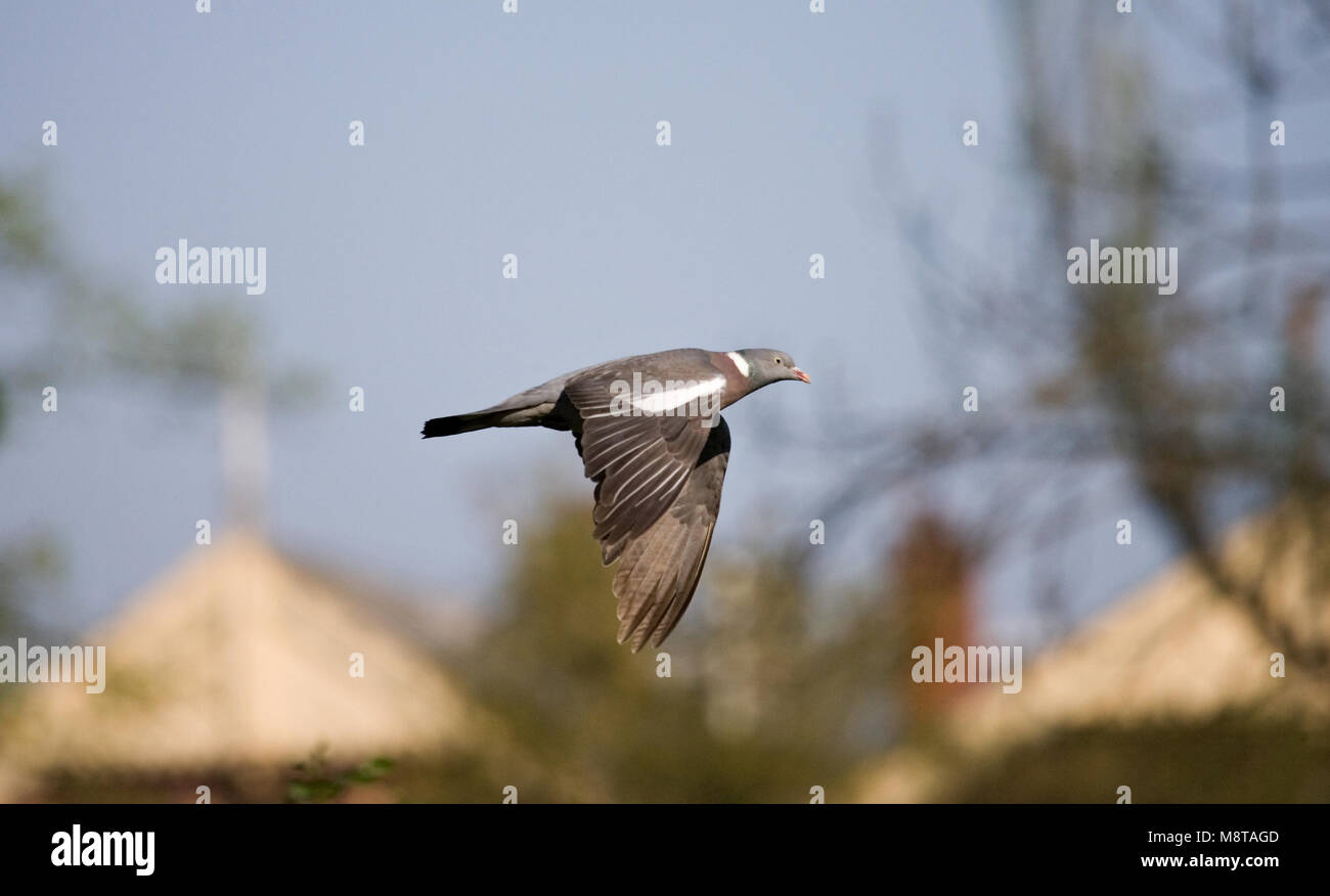 Pigeon ramier commun aux vols dans la ville ; Houtduif vliegend door de stad Banque D'Images