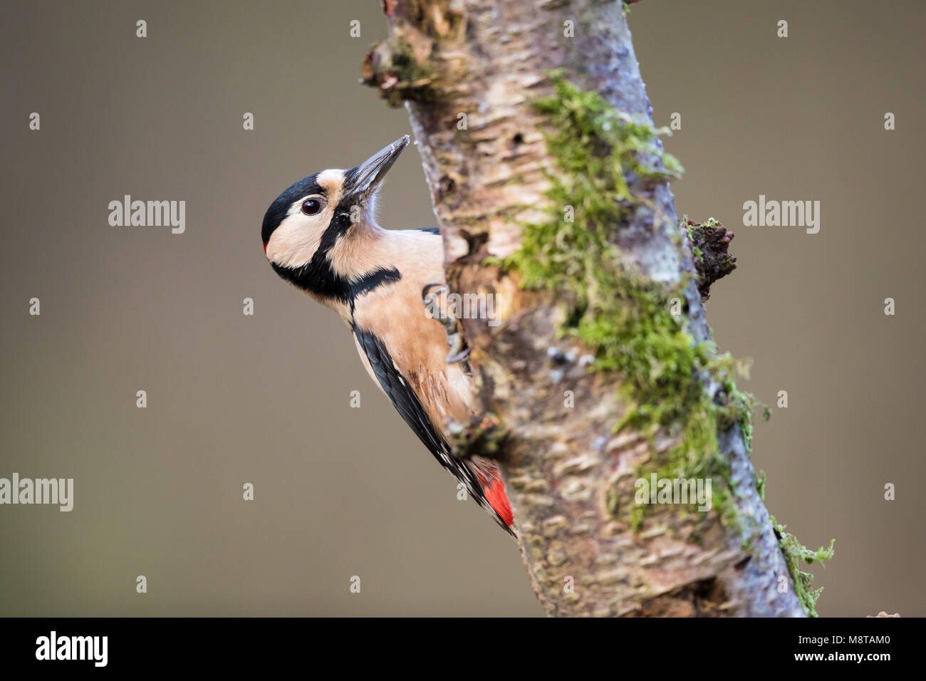 Pic femelle perchée sur un tronc d'arbre Banque D'Images