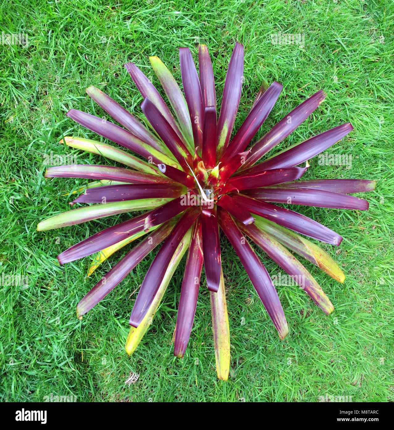 Epifyt ; soort espèces épiphytes (montagnes de Santa Marta, Colombie) Banque D'Images