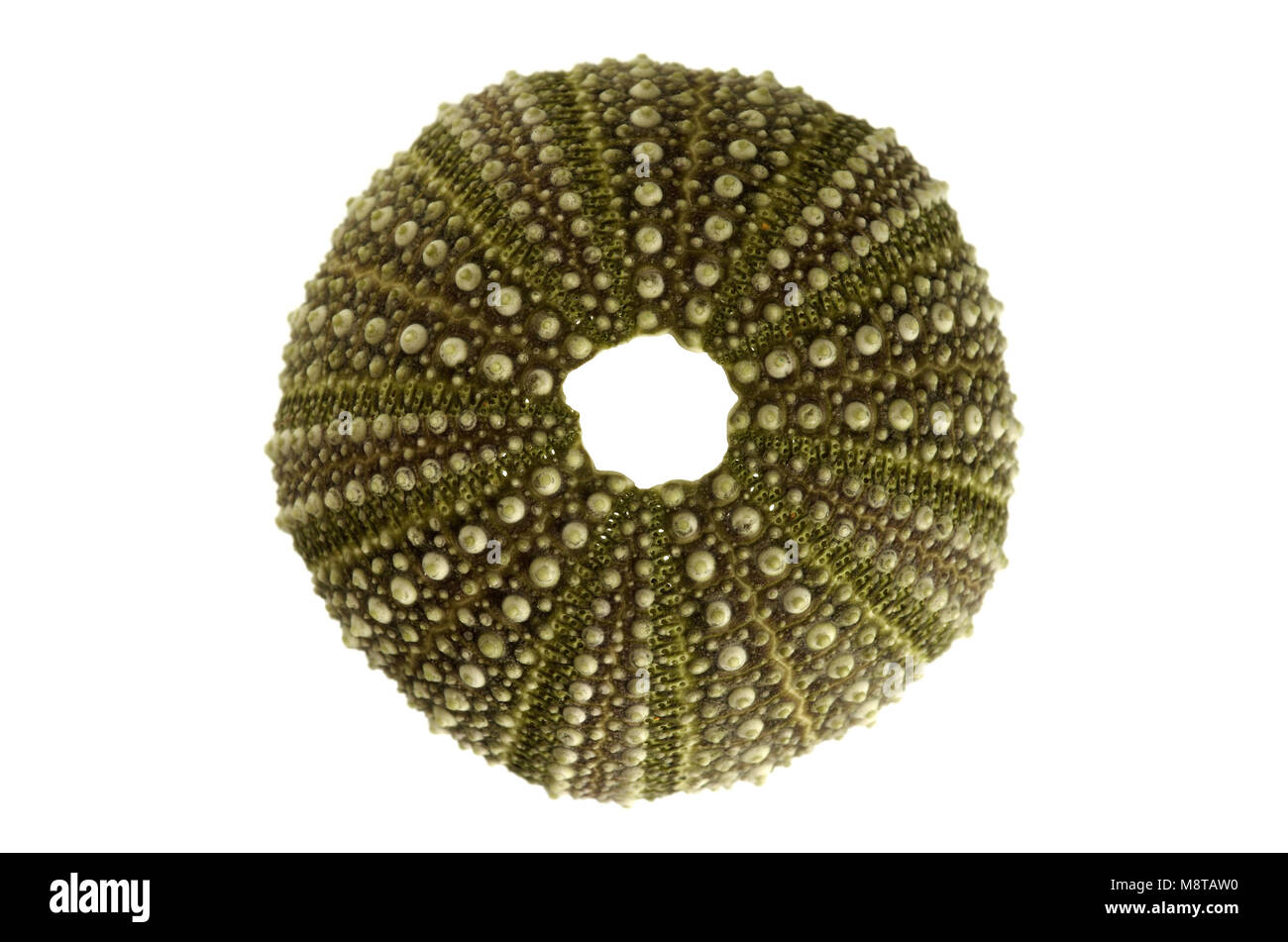 Sommaire du test (coquille dure) d'un oursin vert et régulier (Echinoidea) isolé sur un fond blanc. Des plaques joints à rotule fo Banque D'Images