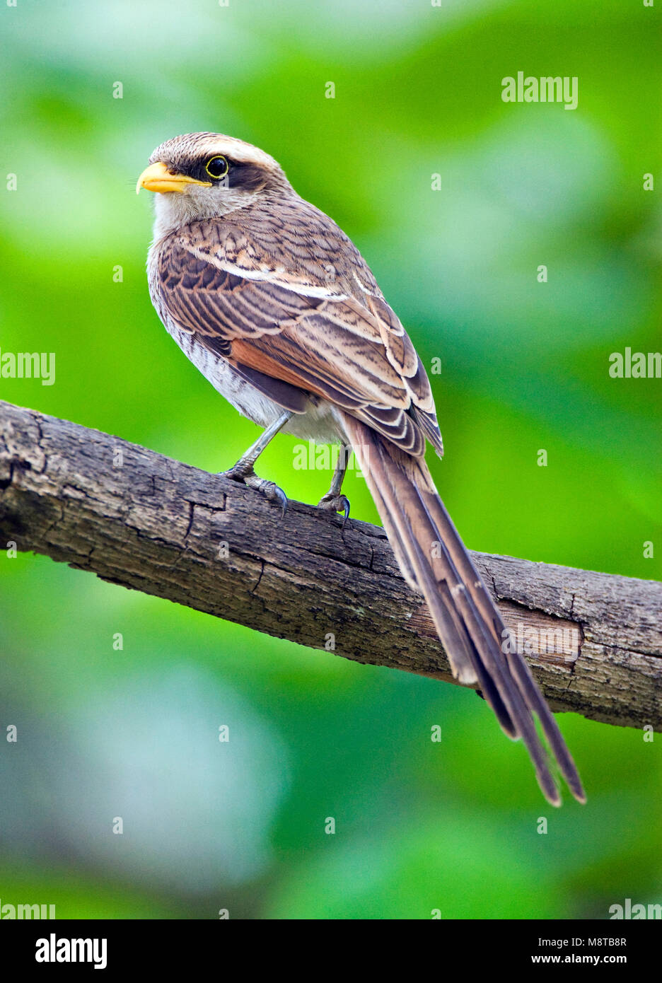 Geelsnavelklauwier ; Yellow-migratrice Banque D'Images