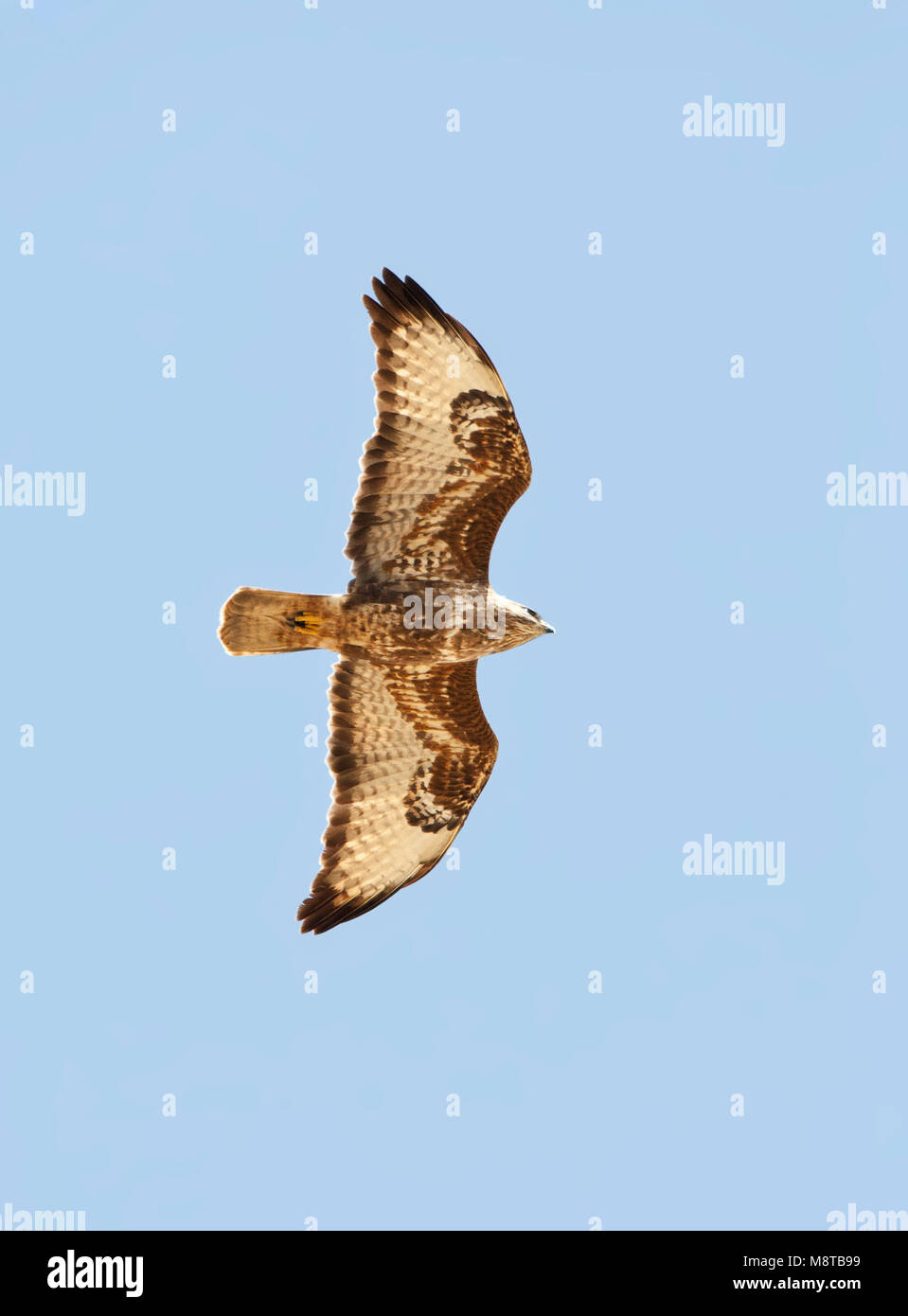 Steppebuizerd, Steppe Buzzard, Buteo buteo vulpinus Banque D'Images