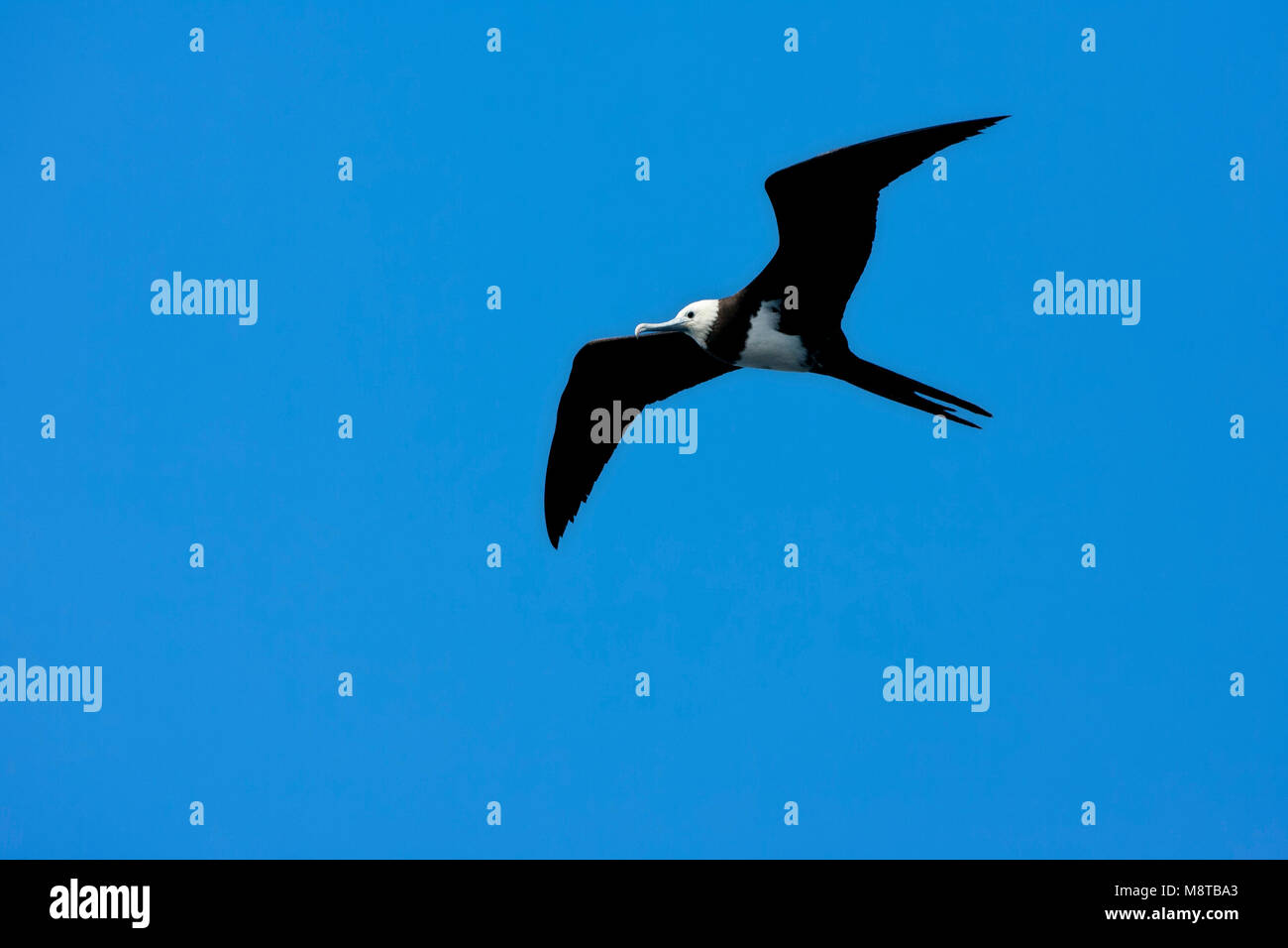 Ascensionfregatvogel vliegend tegen een Blauwe lucht ; Ascension (Fregata aquila) battant contre le ciel bleu Banque D'Images