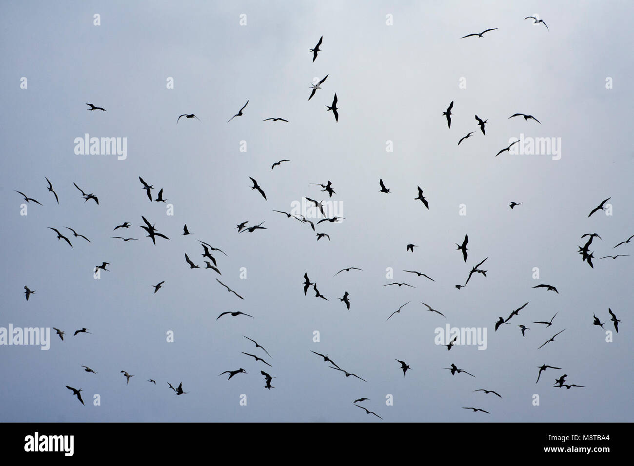 Grote groep Ascensionfregatvogels in de lucht ; grande bande off Ascension Frigatebirds flying Banque D'Images