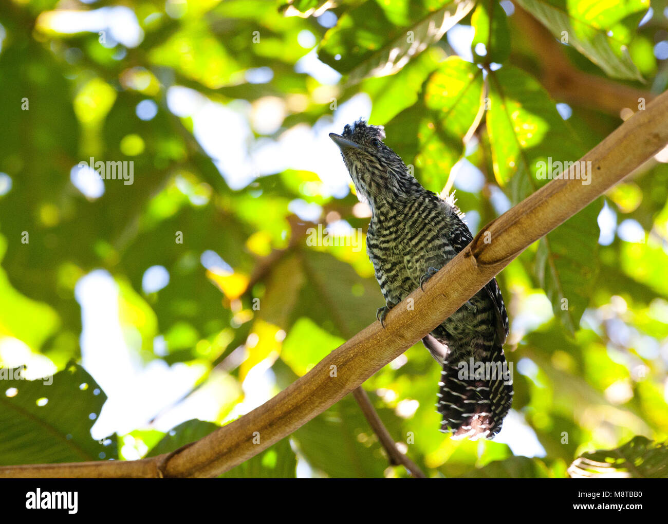 Streepkuifmierklauwier, bar-crested Antshrike, Thamnophilus multistriatus Banque D'Images