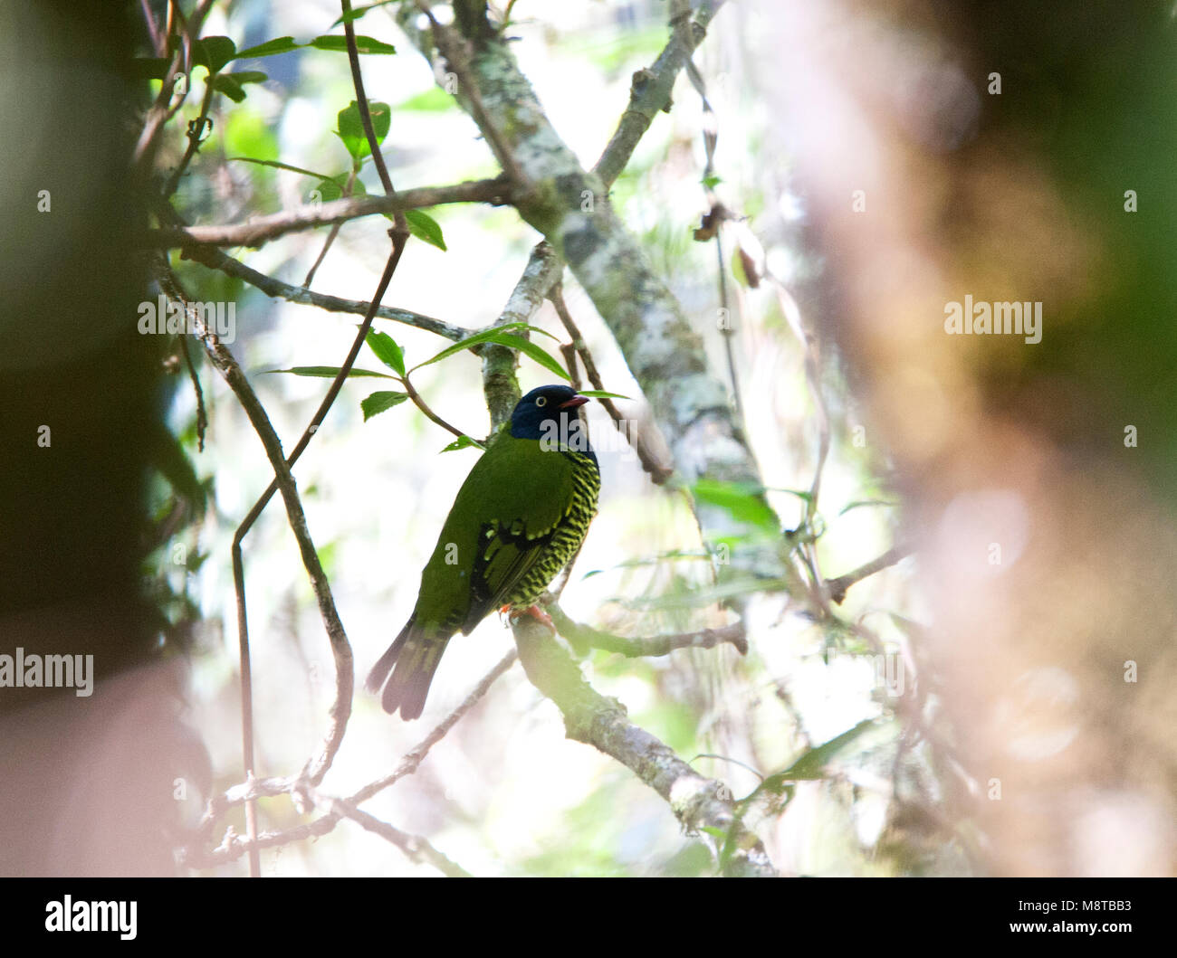 Mannetje Gebandeerde bemoste zittend Cotinga een boom langs de Manu Road au Pérou ; Hommes interdits Fruiteater (Pipreola arcuata) perchées dans un arbre le long de Banque D'Images