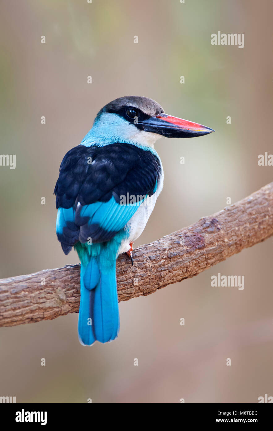 Teugelijsvogel, Blue-breasted Kingfisher, Halcyon malimbica Banque D'Images