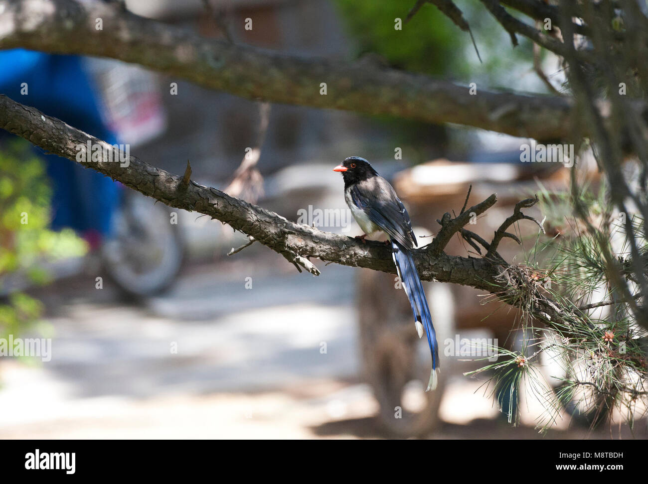 Roodsnavelkitta zittend voor een huis chinois ; Red-billed Blue Magpie (Urocissa erythroryncha) perché en face d'une maison chinoise Banque D'Images