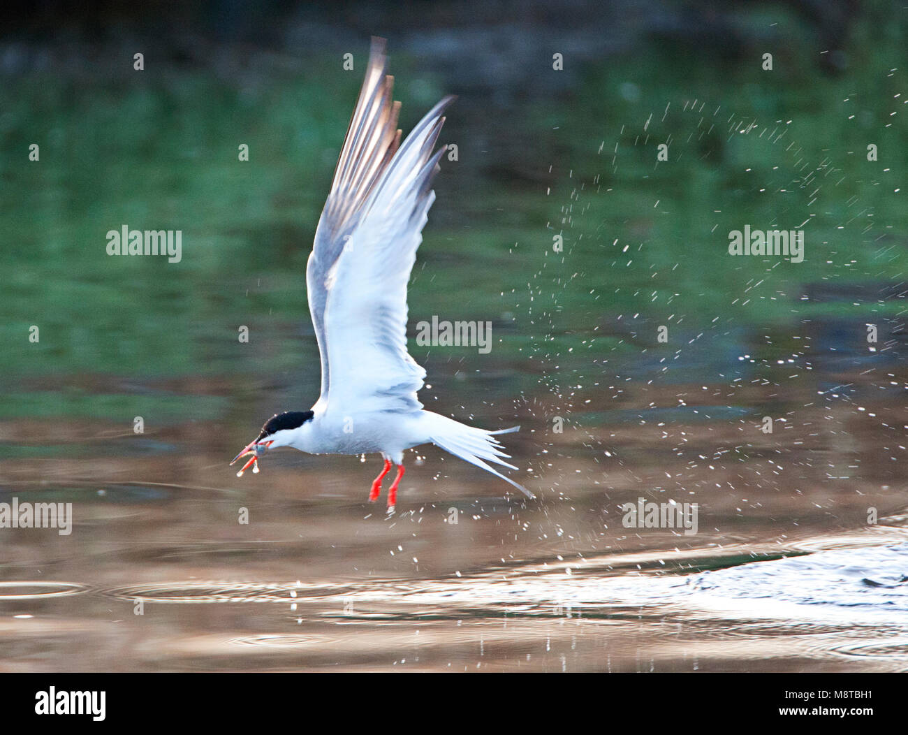 Visdief vissend ; pêche de sternes communes Banque D'Images