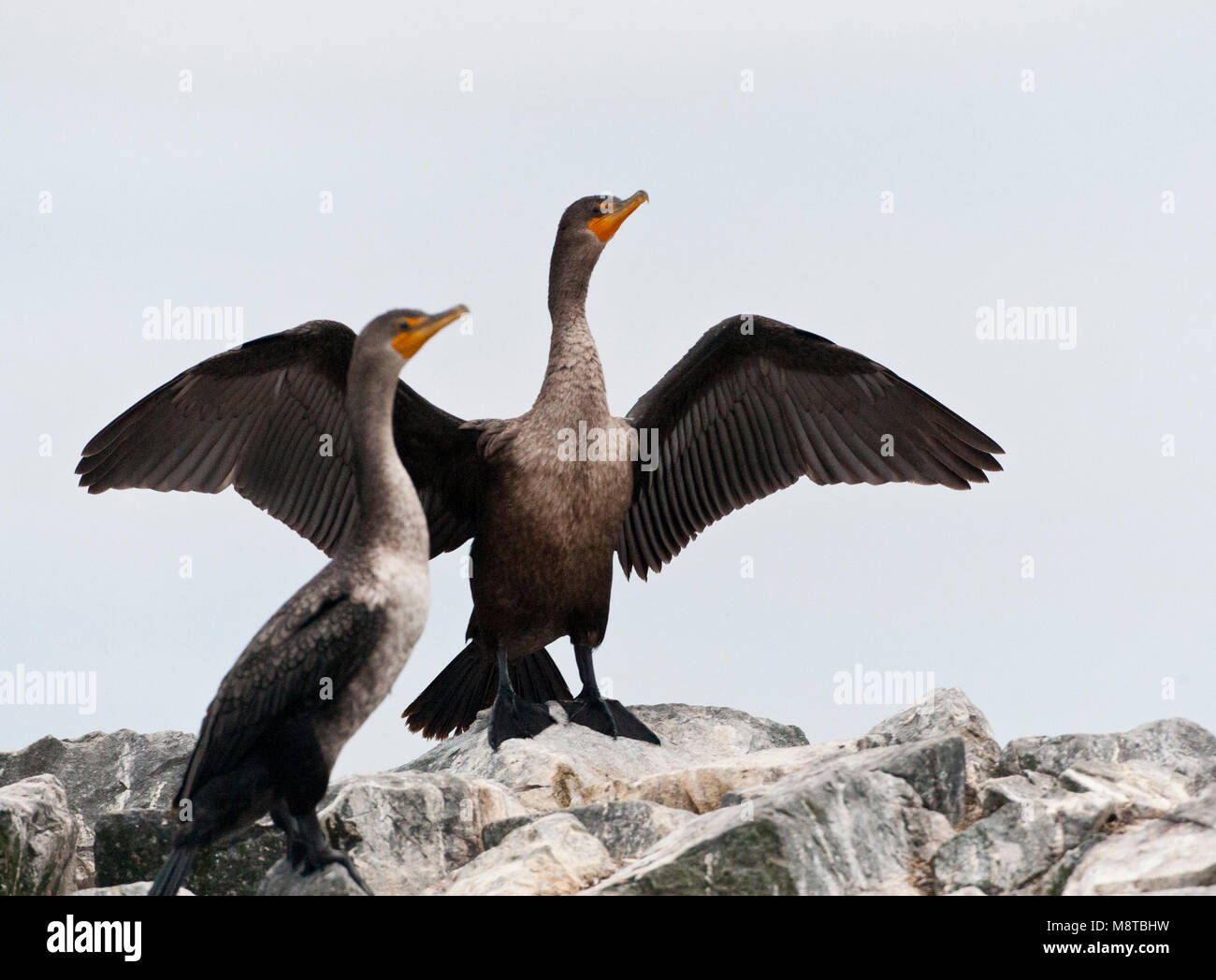 Geoorde Aalscholver ; cormoran à aigrettes (Phalacrocorax auritus) Banque D'Images