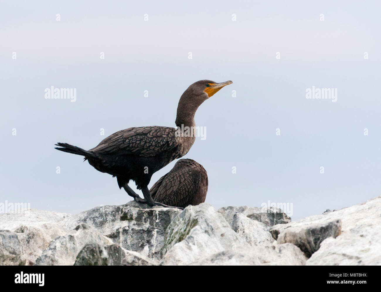 Geoorde Aalscholver ; cormoran à aigrettes (Phalacrocorax auritus) Banque D'Images