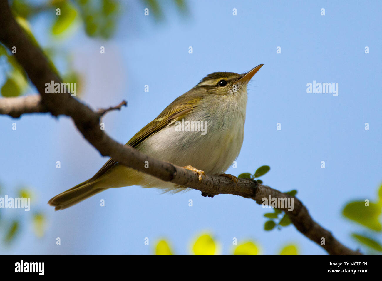 Kroonboszanger doortrek op en Chine ; Paruline verdâtre de l'Est (Phylloscopus coronatus) lors de la migration dans l'est de la Chine Banque D'Images
