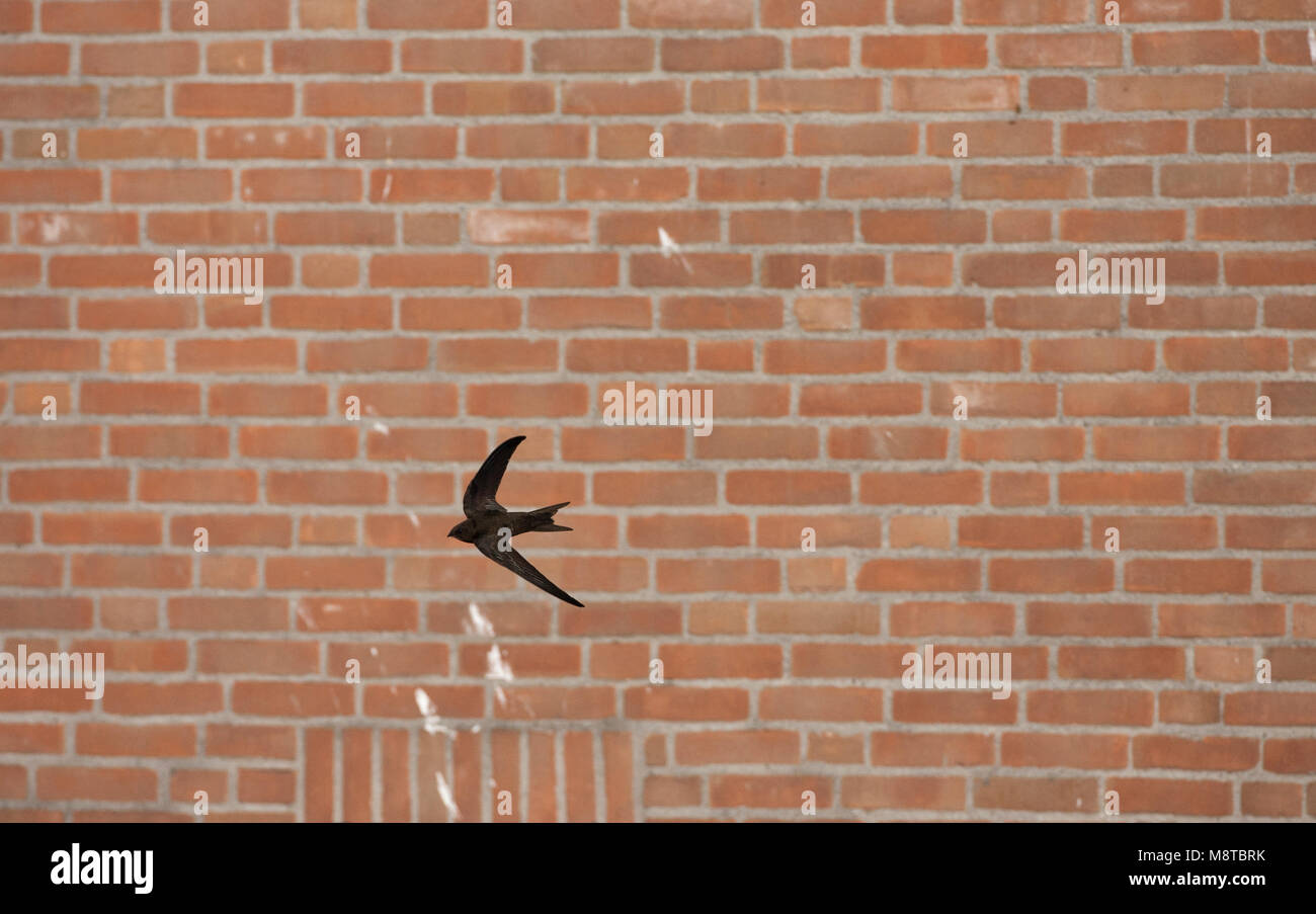 Gierzwaluw vliegend voor een huis ; Swift commun flying in front of a house Banque D'Images