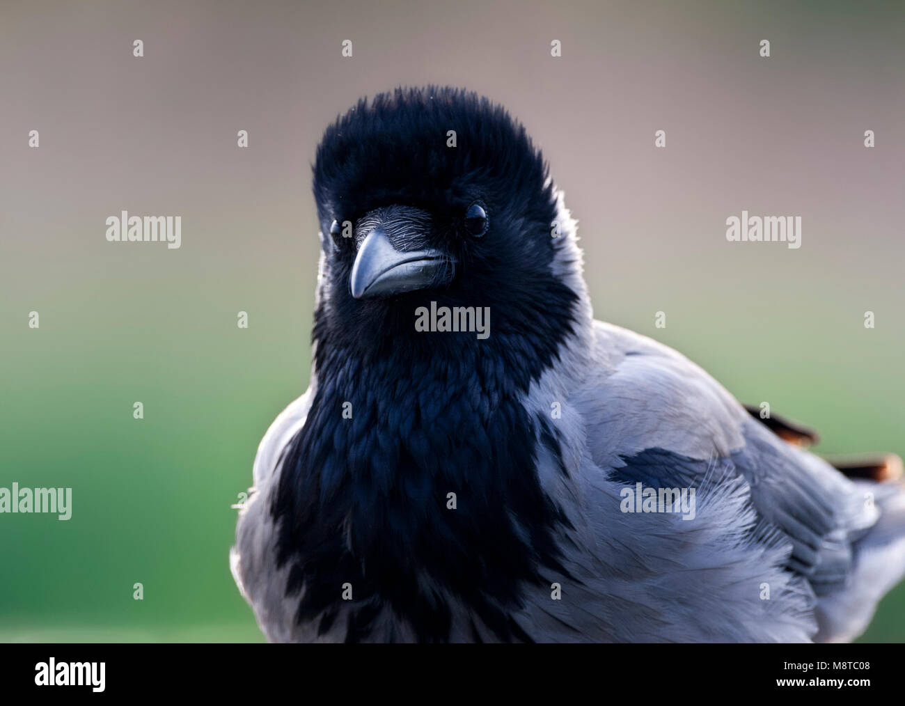 Bonte Kraai portret ; Hooded Crow close-up Banque D'Images