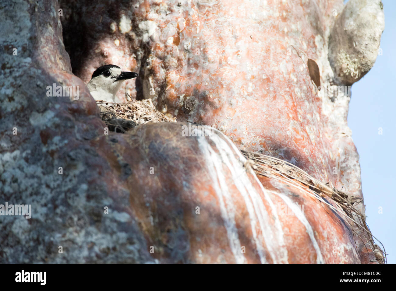 Haaksnavelvanga, Hook-billed Vanga Vanga curvirostris, Banque D'Images
