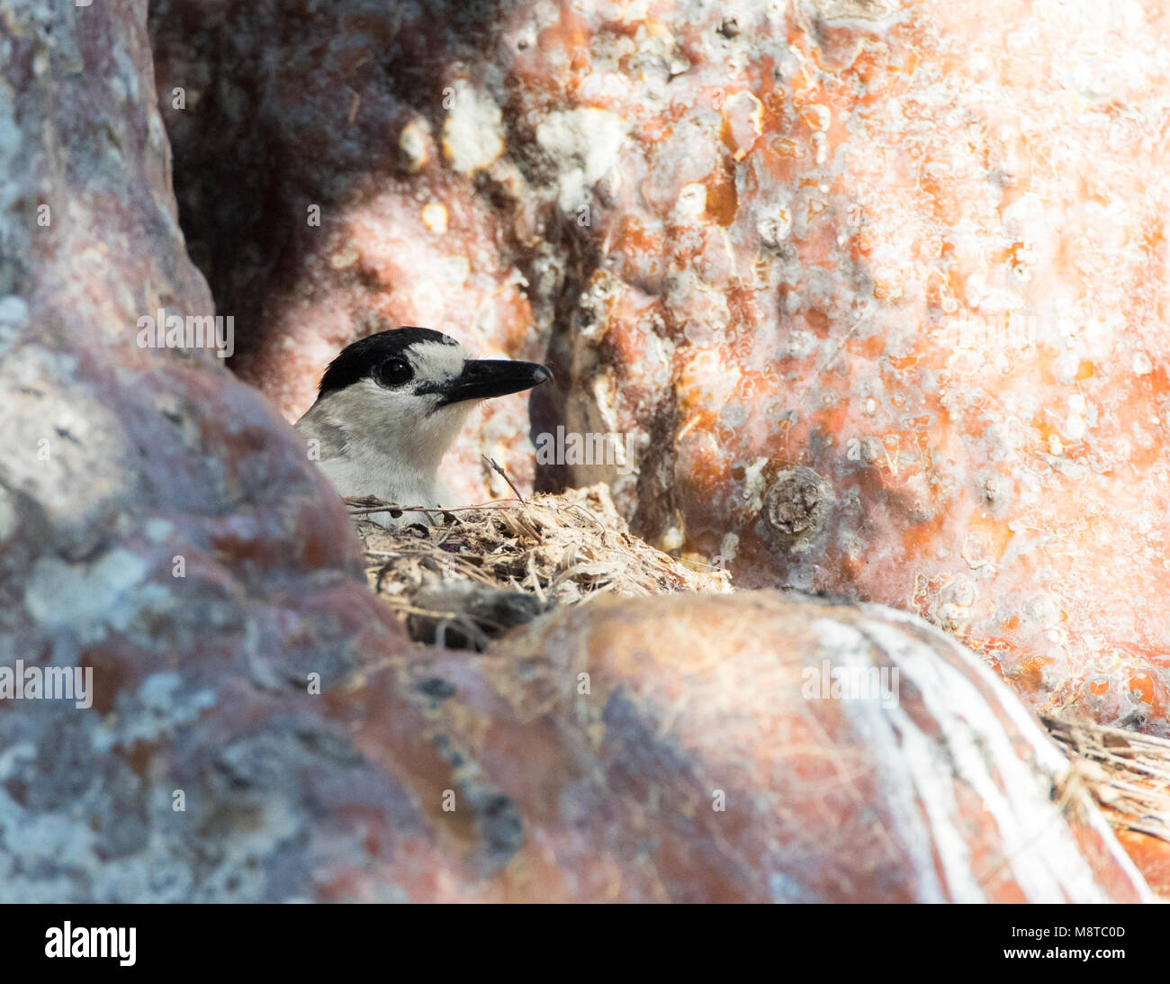 Haaksnavelvanga, Hook-billed Vanga Vanga curvirostris, Banque D'Images