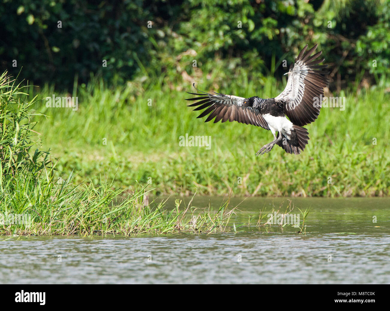 Anioema landend in een Oxbow ; Landing Horned Screamer (Anhima cornuta) dans un lac d'Oxbow péruvienne Banque D'Images