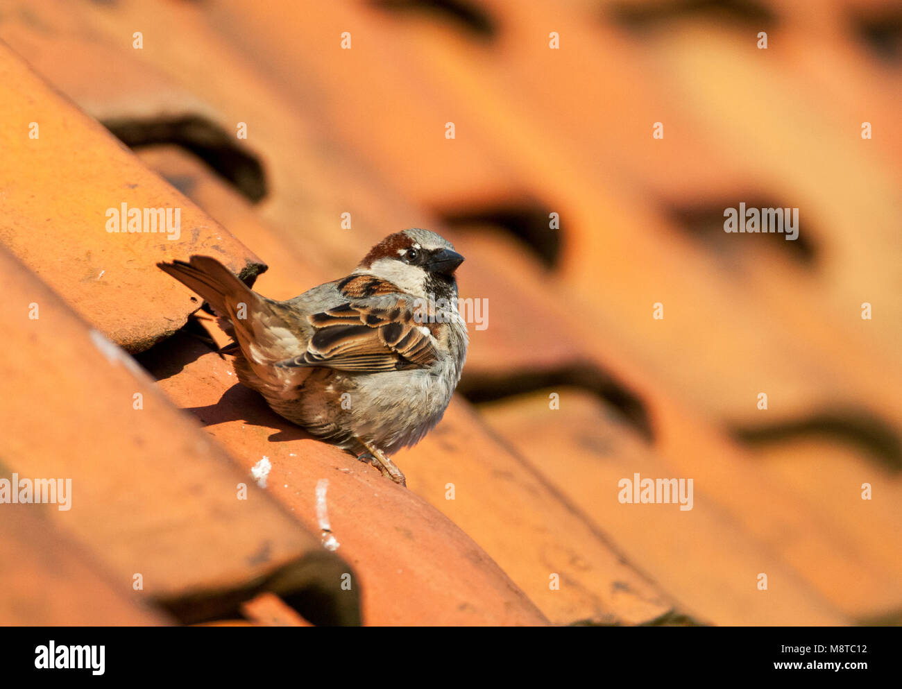 Mannetje Huismus zittend op het dak van een huis ; House Sparrow homme perché sur le toit d'une maison Banque D'Images