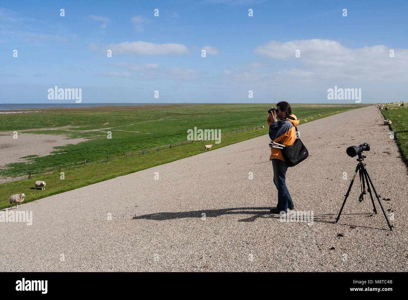 L'homme rencontré verrekijker kijkend naar groep vogels en mer des Wadden ; l'homme avec des jumelles à la recherche au troupeau d'oiseaux en mer des Wadden Banque D'Images