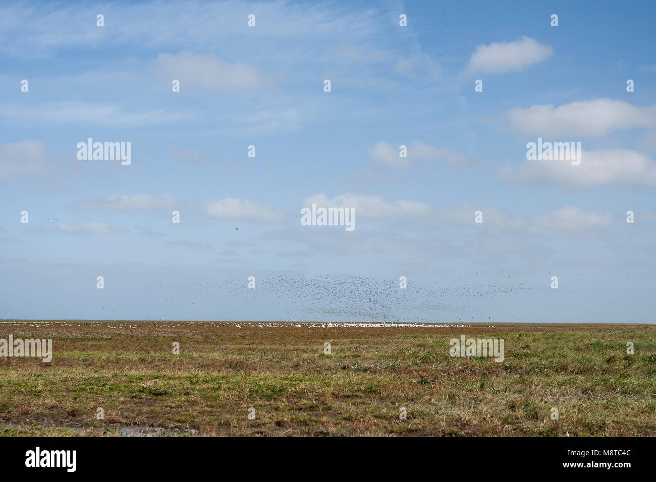 Groep vogels dans kwelder, troupeau d'oiseaux à saltmarsh Banque D'Images