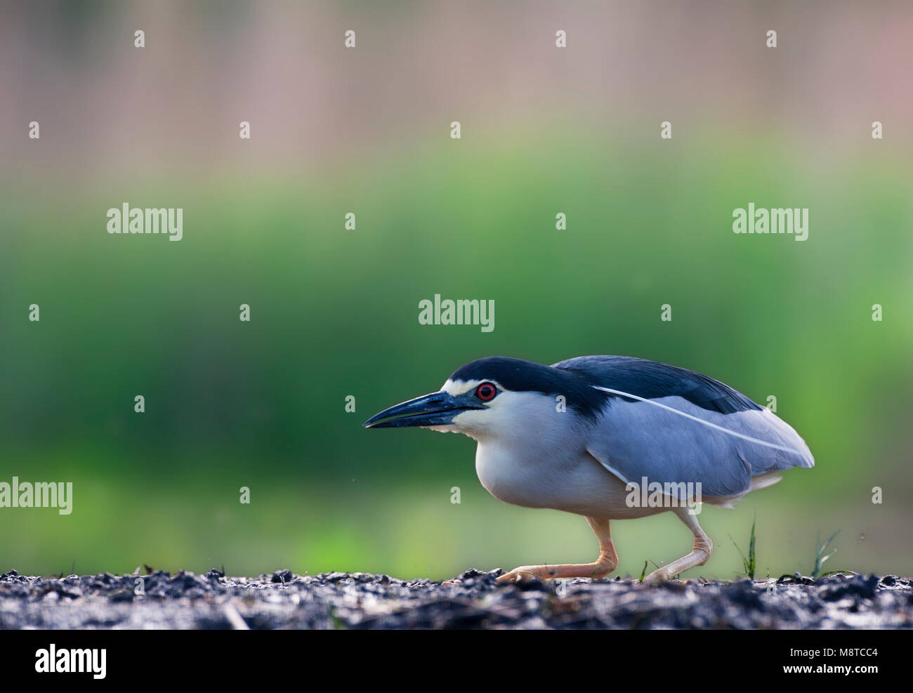 Kwak, Nycticorax nycticorax, Bihoreau gris Banque D'Images
