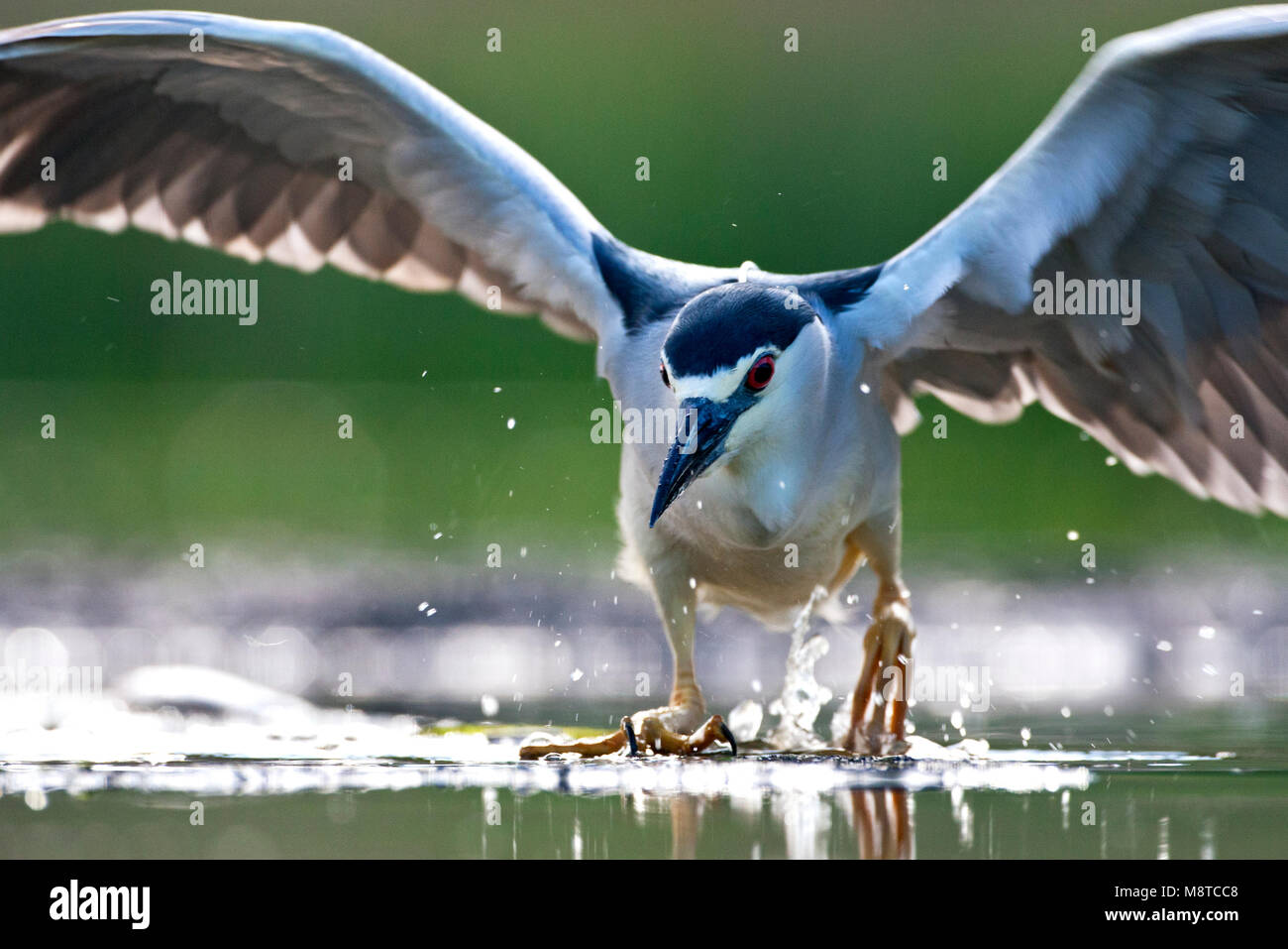 Kwak, Nycticorax nycticorax, Bihoreau gris Banque D'Images