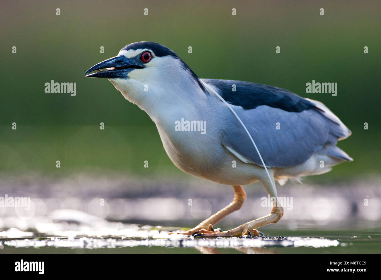 Vissende Kwak volwassen ; pêche hot Night Heron Banque D'Images