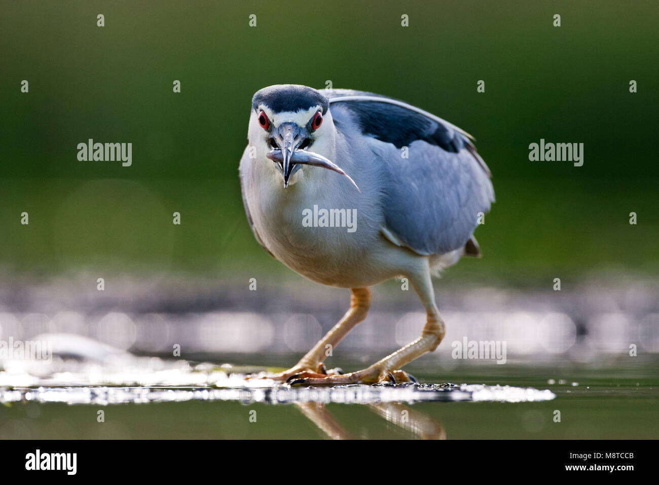 Kwak a rencontré en face de snavel ; bihoreau gris avec un poisson dans son bec Banque D'Images
