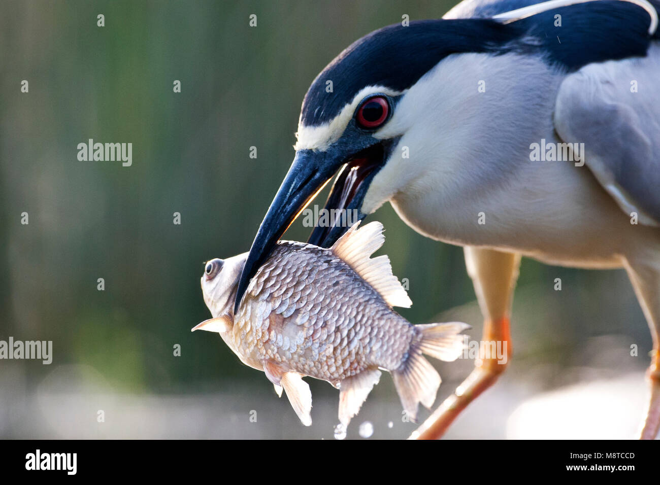Kwak met een grote vis in zijn snavel ; bihoreau gris portant un gros poisson dans son bec Banque D'Images