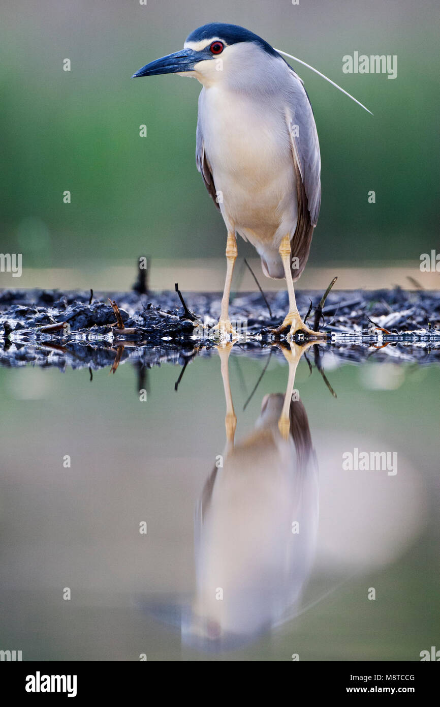 Kwak, Nycticorax nycticorax, Bihoreau gris Banque D'Images