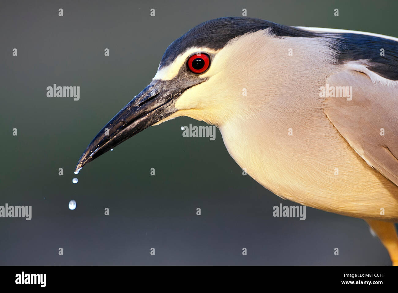 Close-up van een van zijn eau Kwak rencontré snavel lopend ; bihoreau gris avec de l'eau portrait d'exécution de son projet de loi Banque D'Images