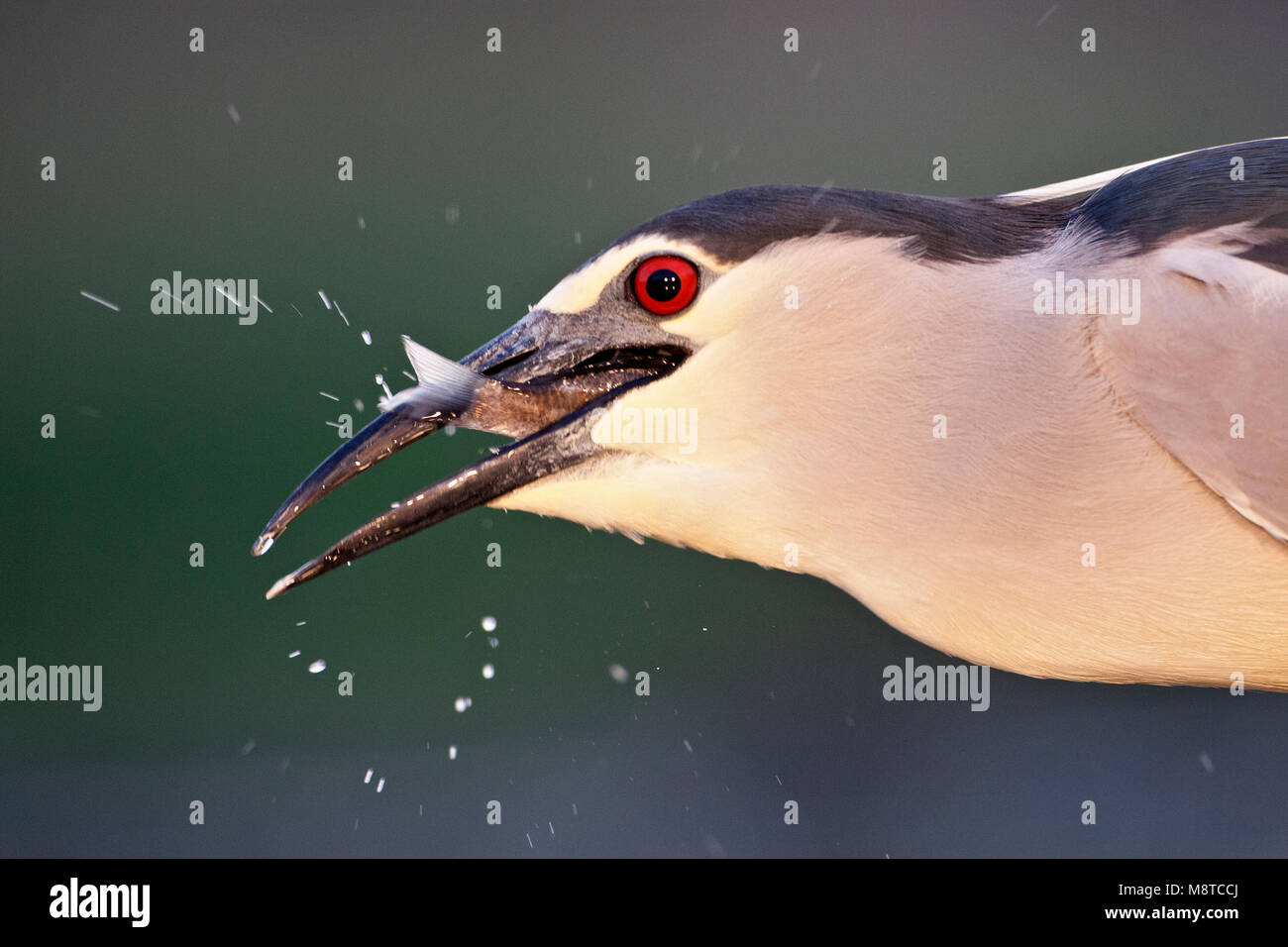 Close-up van een Kwak rencontré vis in zijn bek en Water van zijn snavel lopend ; bihoreau gris portrait avec un poisson dans son projet de loi et de l'eau runnin Banque D'Images