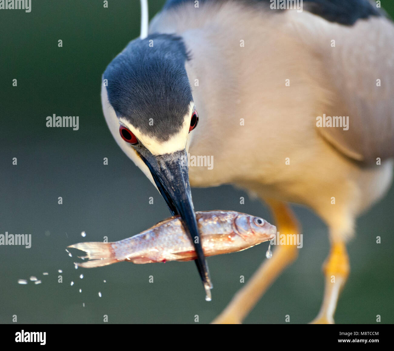 Close-up van een Kwak rencontré vis in zijn bek ; bihoreau gris portrait avec un poisson dans sa loi. Banque D'Images