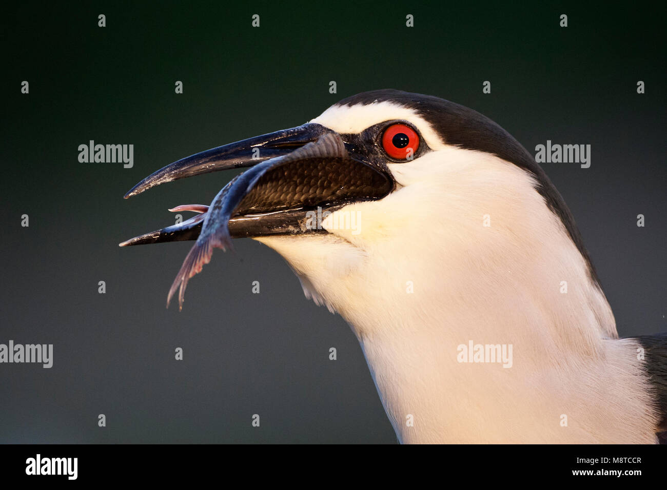 Close-up van een Kwak rencontré vis in zijn bek ; bihoreau gris portrait avec un poisson dans sa loi. Banque D'Images