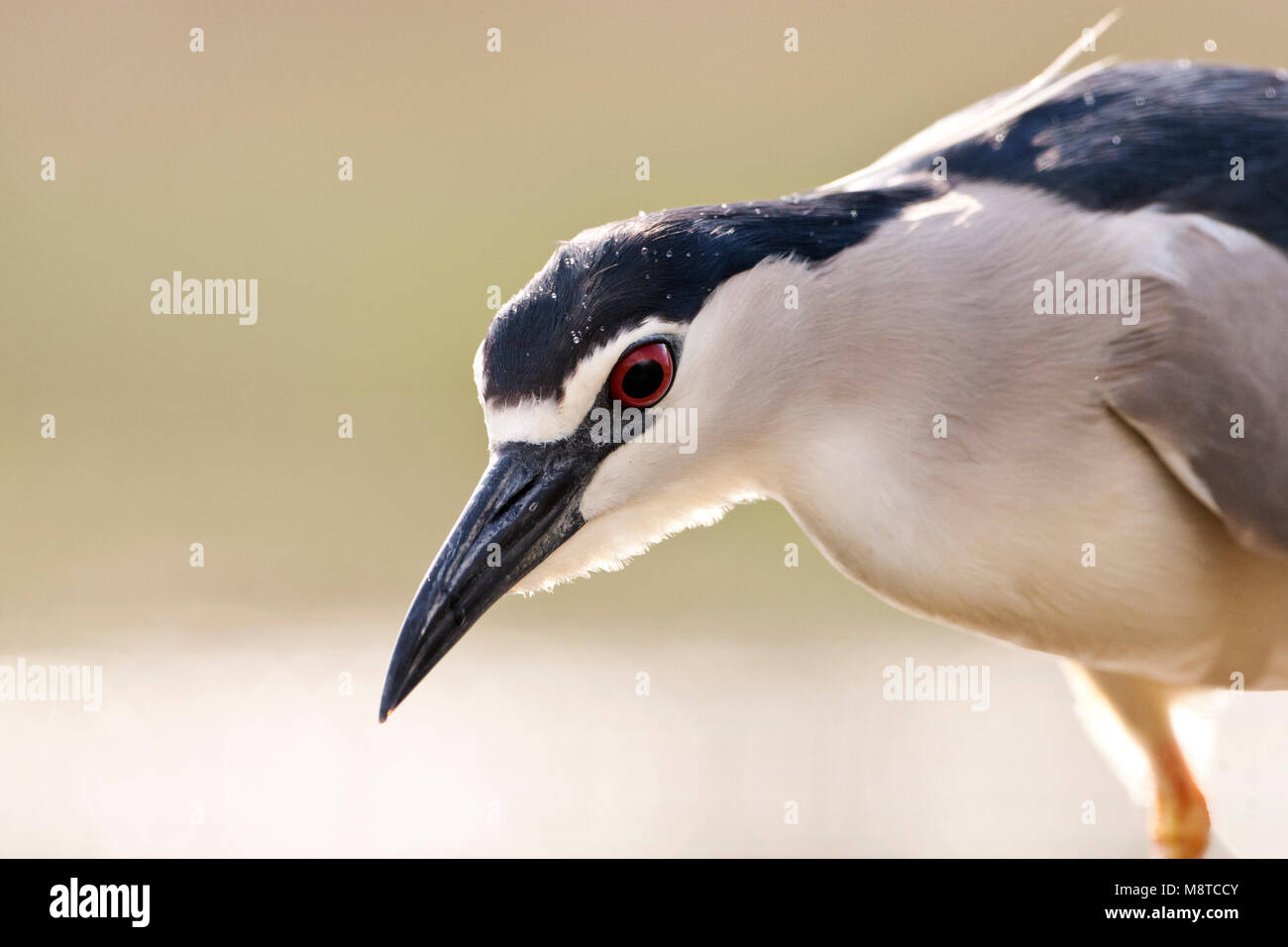 Kwak, jagend op vis ; bihoreau gris pour le poisson chasse Banque D'Images