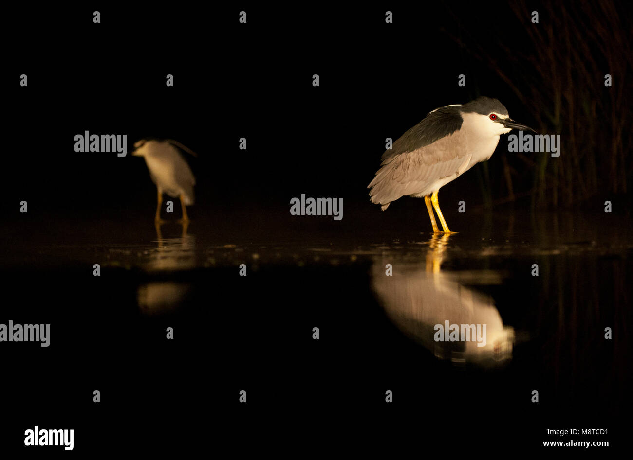 Le Bihoreau à couronne noire de la pêche pendant la nuit. Banque D'Images