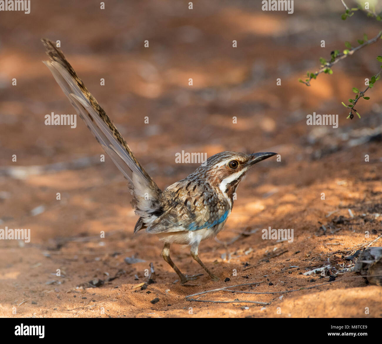 Langstaartgrondscharrelaar ; Long-tailed Ground-Roller (Uratelornis chimaera) debout sur le terrain en Forêt épineuse près d'Ifaty, Madagascar Banque D'Images