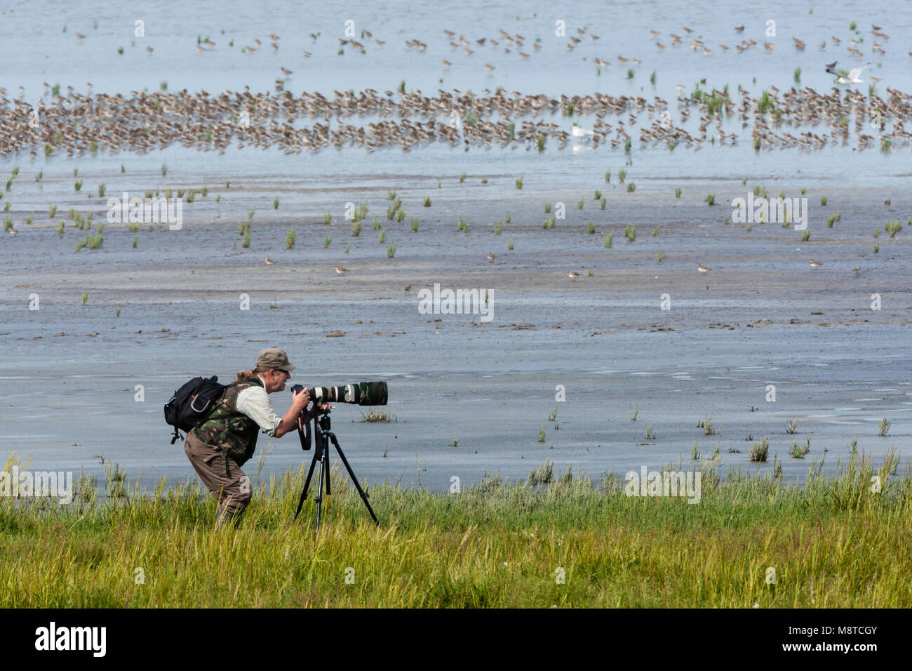 Homme fotografeert een zwerm vogels ; l'homme photographié une volée d'oiseaux Banque D'Images