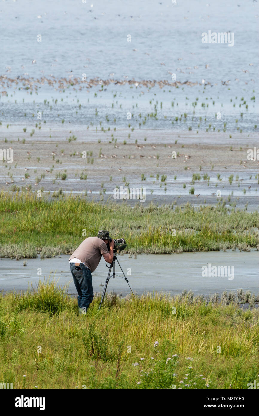 Homme fotografeert een zwerm vogels ; l'homme photographié une volée d'oiseaux Banque D'Images