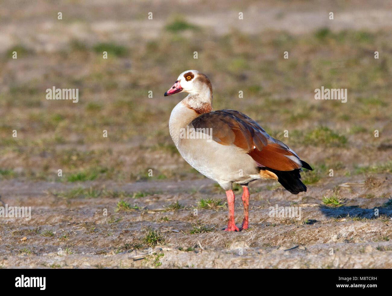 Egyptian goose sur Texel Banque D'Images