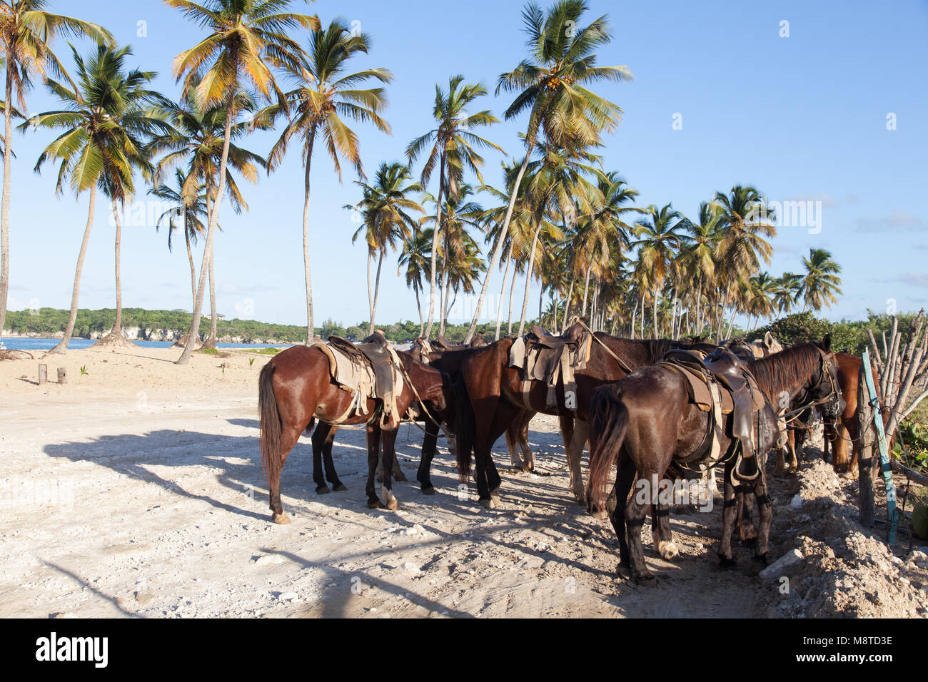 Les chevaux attachés à Macao Beach au nord de Punta Cana. Banque D'Images