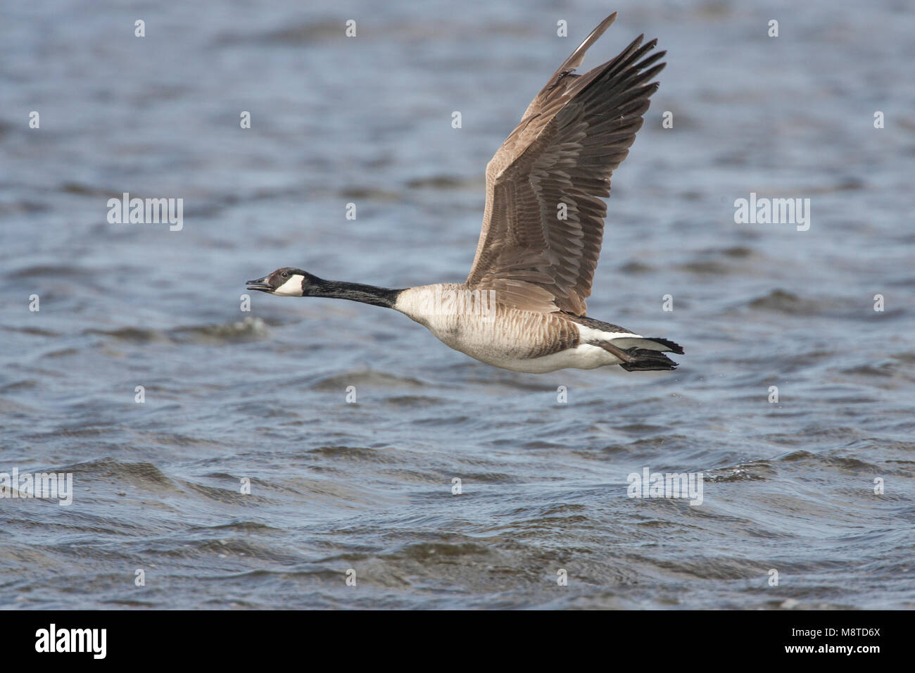 Canadese Gans vliegend boven l'eau ; Le Canada Goose flying over water Banque D'Images